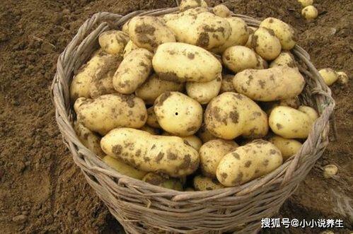 户外土豆爆料怎么做视频,视频制作攻略全解析